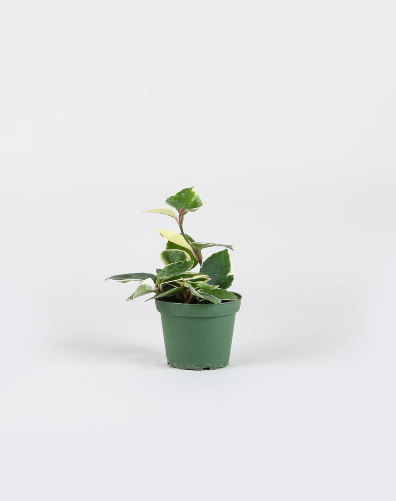 4" Hoya carnosa 'Krimson Queen' with upward growth pattern
