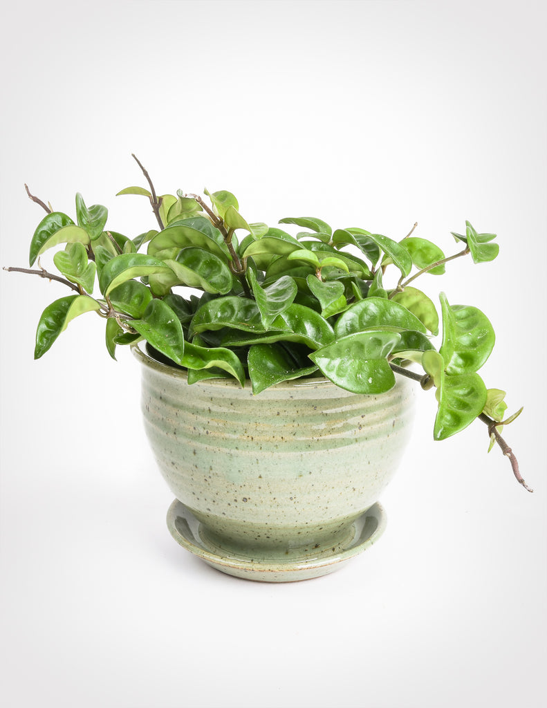 Hoya carnosa 'Krinkle 8' potted into celadon hand thrown ceramic planter