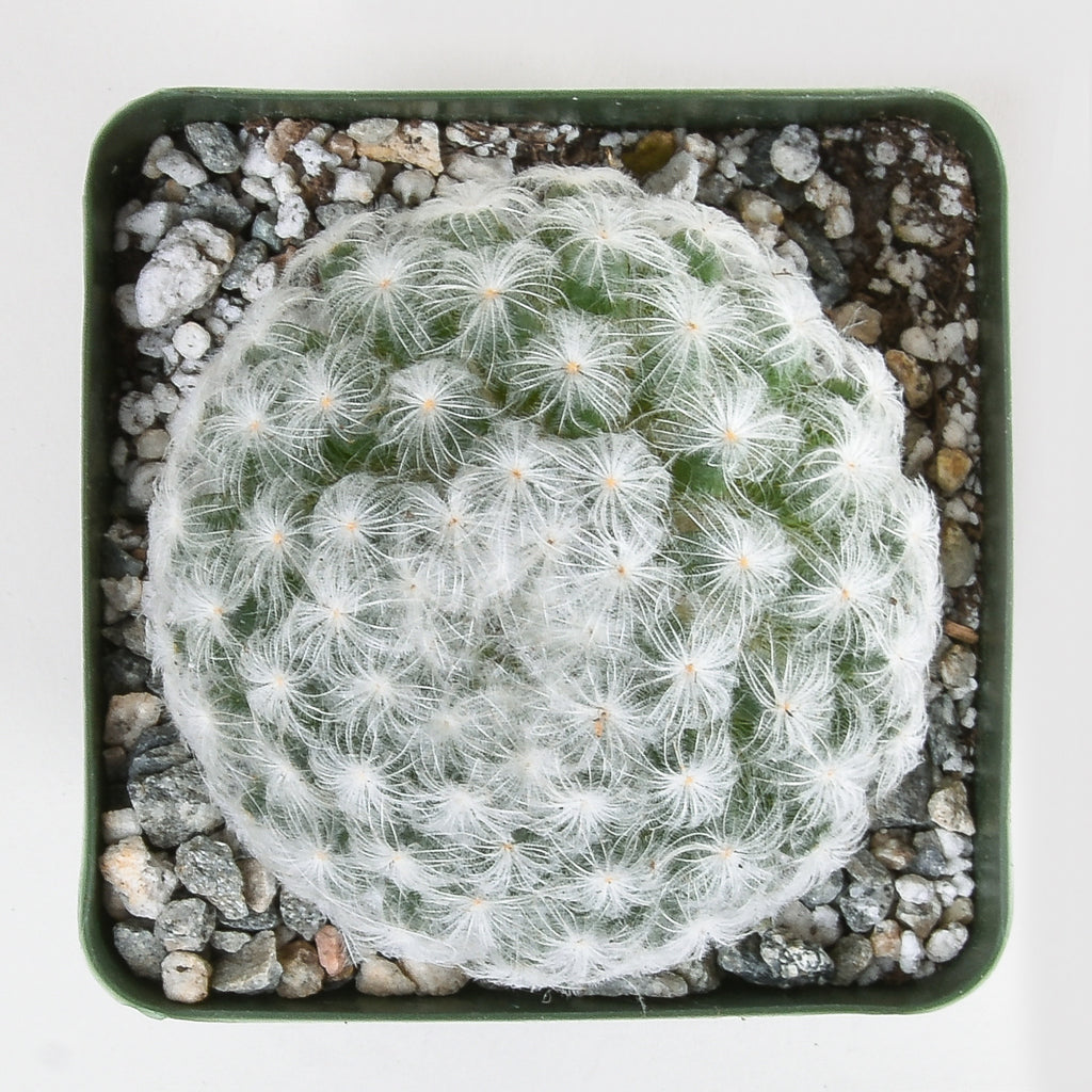 Mammillaria plumosa - Feather Cactus - Pistils Nursery