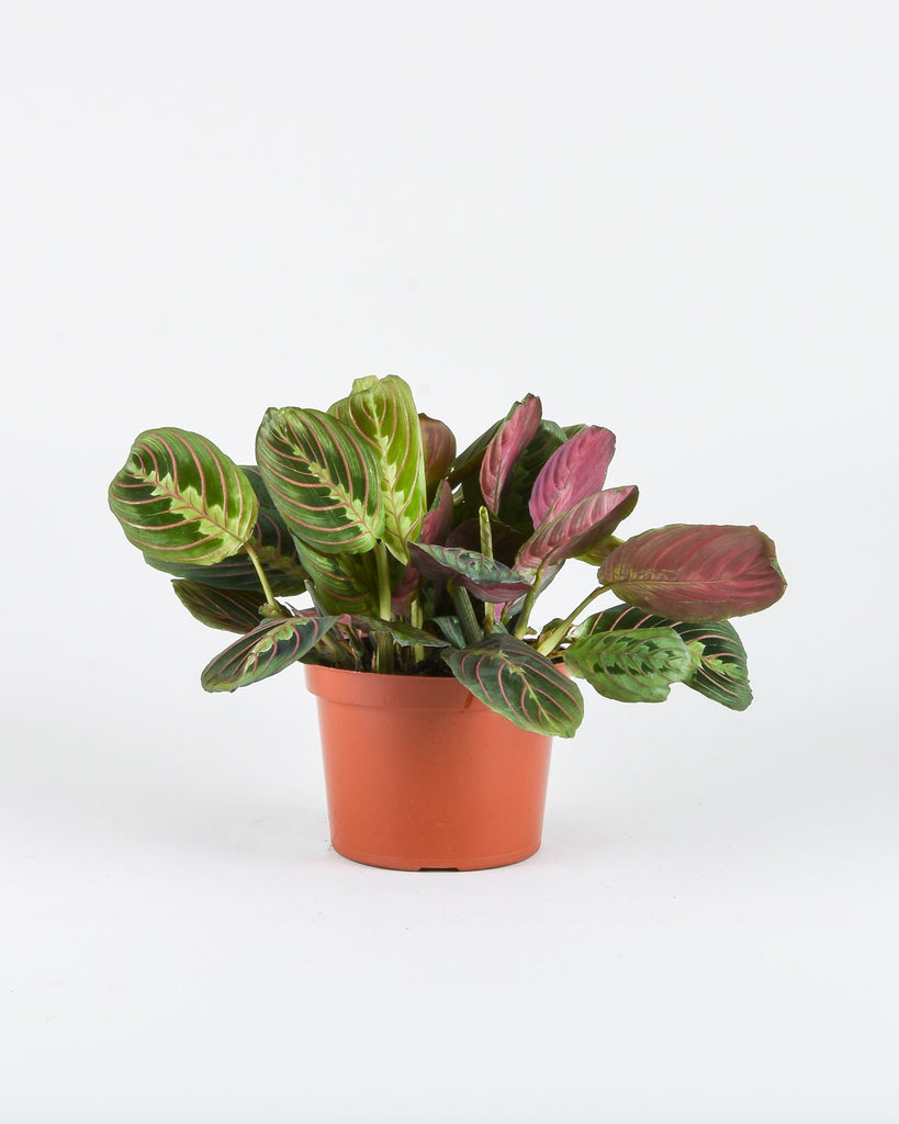 Maranta leuconeura erythroneura - Herringbone Plant - Pistils Nursery