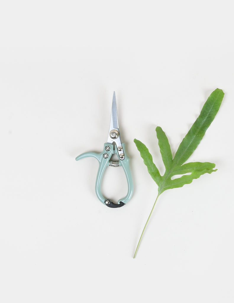 Metal shears with light blue handle and thumb grip next to Blue Star Fern leaf 