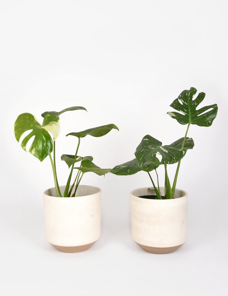 Two 6" Monstera 'Thai Constellation' Plants sitting side by side in creamy white planters