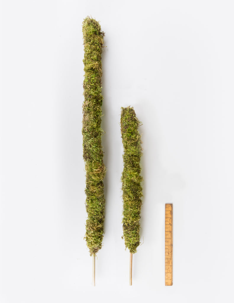 Moss Pole - Pistils Nursery