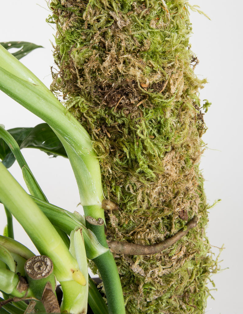 Moss Pole - 2 Feet - Support for Climbing Plants - Pistils Nursery