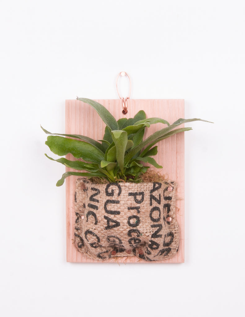 Staghorn fern mounted onto cedar board with burlap that has black vertical writing on it 