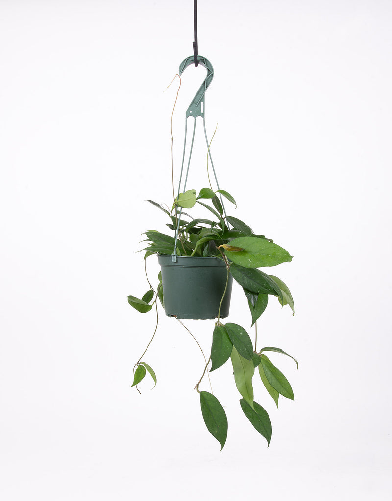 Hoya fungii x hanging in green plastic pot on white background