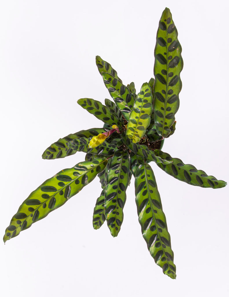 Overhead shot of long dark and light green leaves growing out in a spiral shape