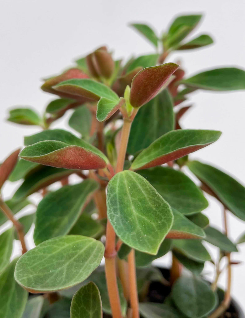 Peperomia verticullata - Double Duty - Red Log - Pistils Nursery