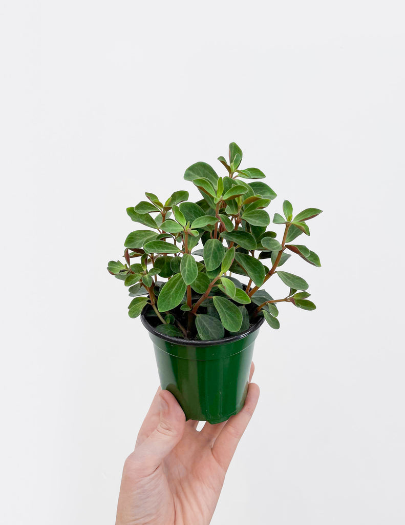 Peperomia verticullata - Double Duty - Red Log - Pistils Nursery