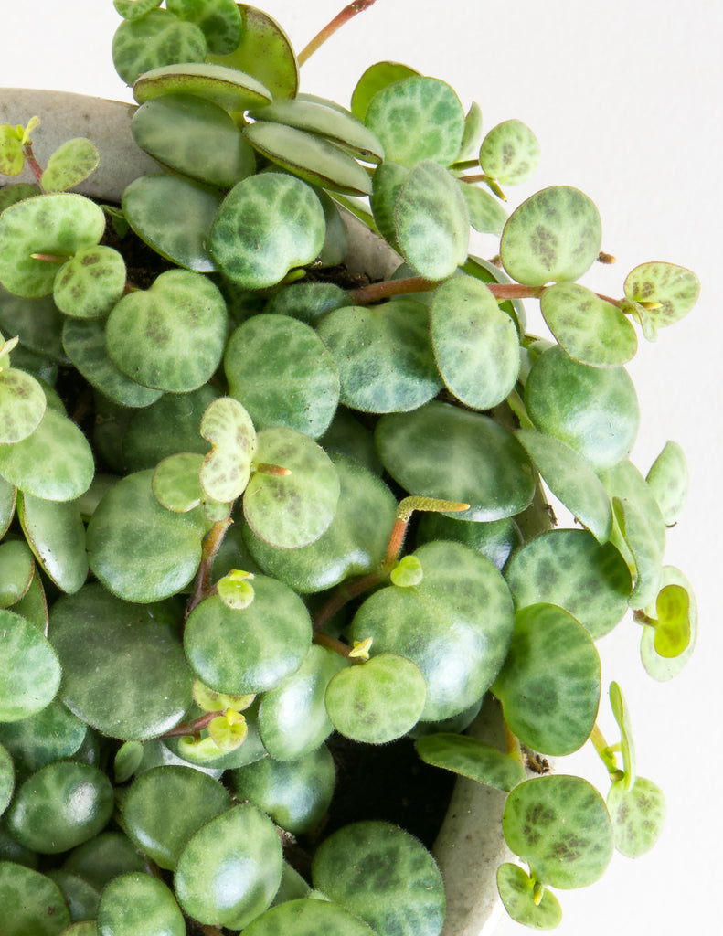 Peperomia prostrata - String of Turtles - Pistils Nursery