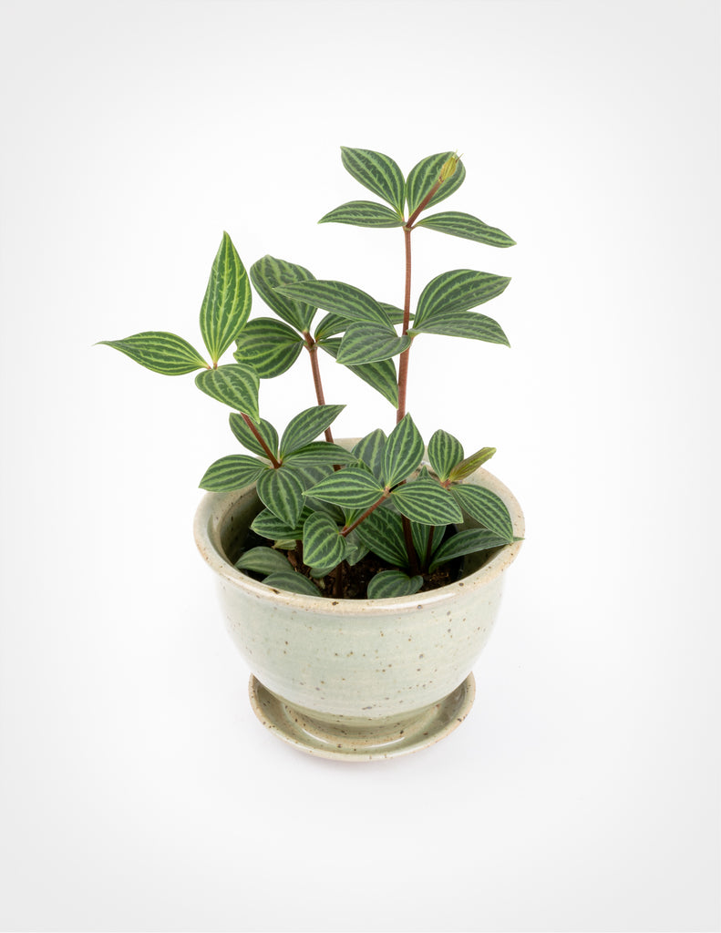 Peperomia puteolata - Parallel Peperomia - Pistils Nursery