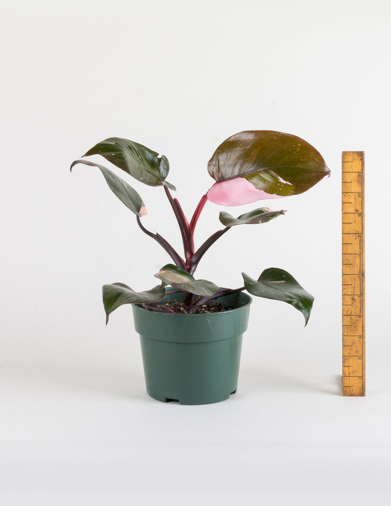 6" Philodendron 'Pink Princess' next to wooden ruler measuring 13" in height