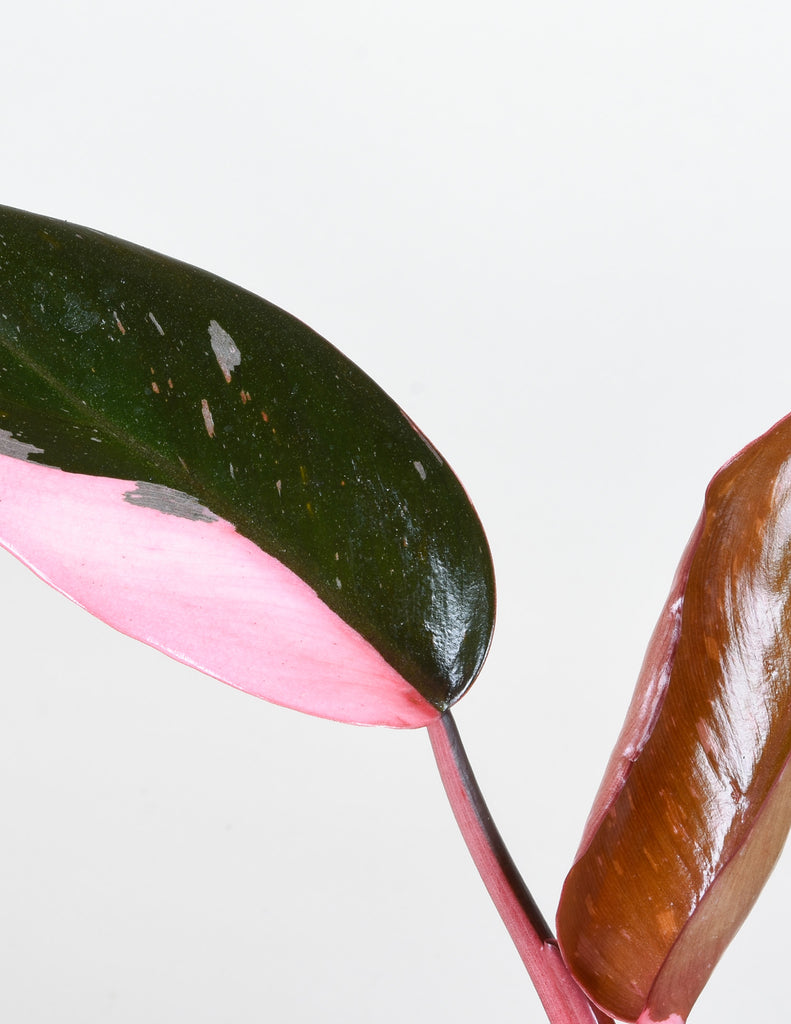 Philodendron 'Pink Princess' leaf with half pink variegation 