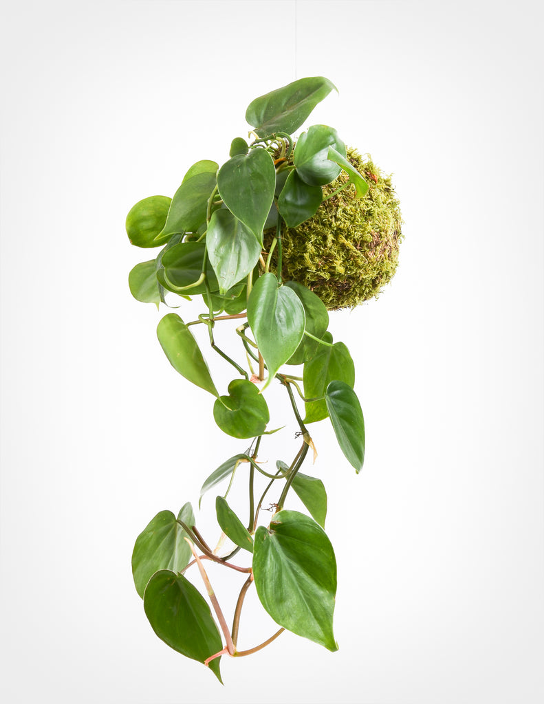 Philodendron hederaceum kokedama with green heart shaped leaves trailing out of moss ball