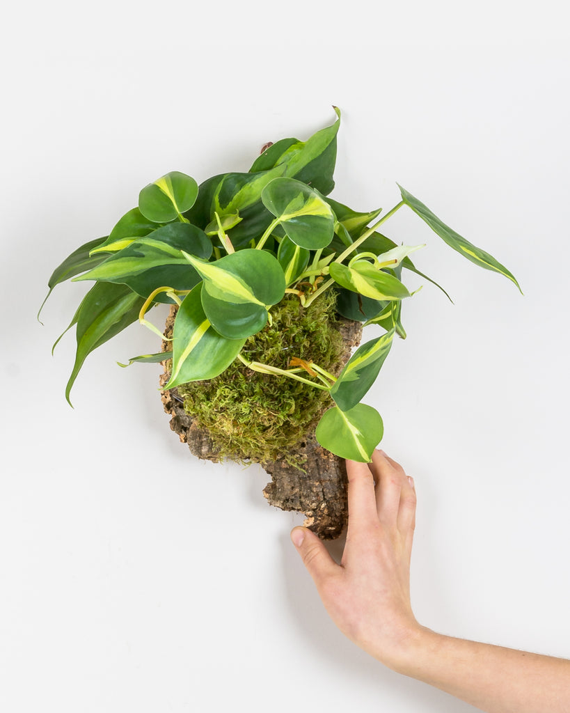 Philodendron hederaceum 'Brasil' mounted on cork with moss