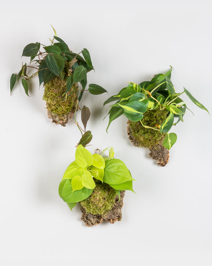 Philodendron micans, brasil, and lemon lime mounted on cork with moss