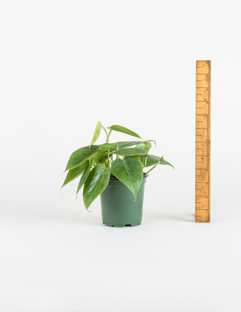 Philodendron hederaceum - Heartleaf Philodendron - Pistils Nursery