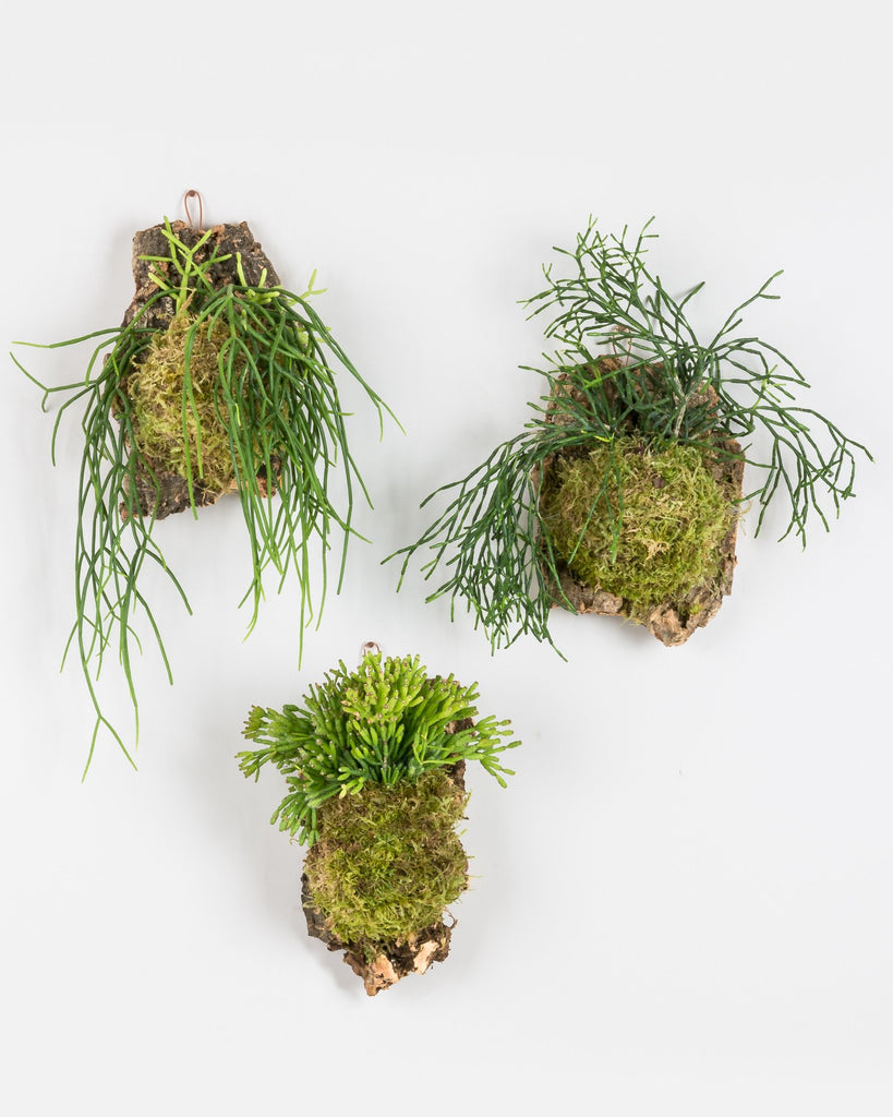 Rhipsalis baccifera Cork Mounts and Hatiora salicornioides Cork Mount hung in a triangle formation