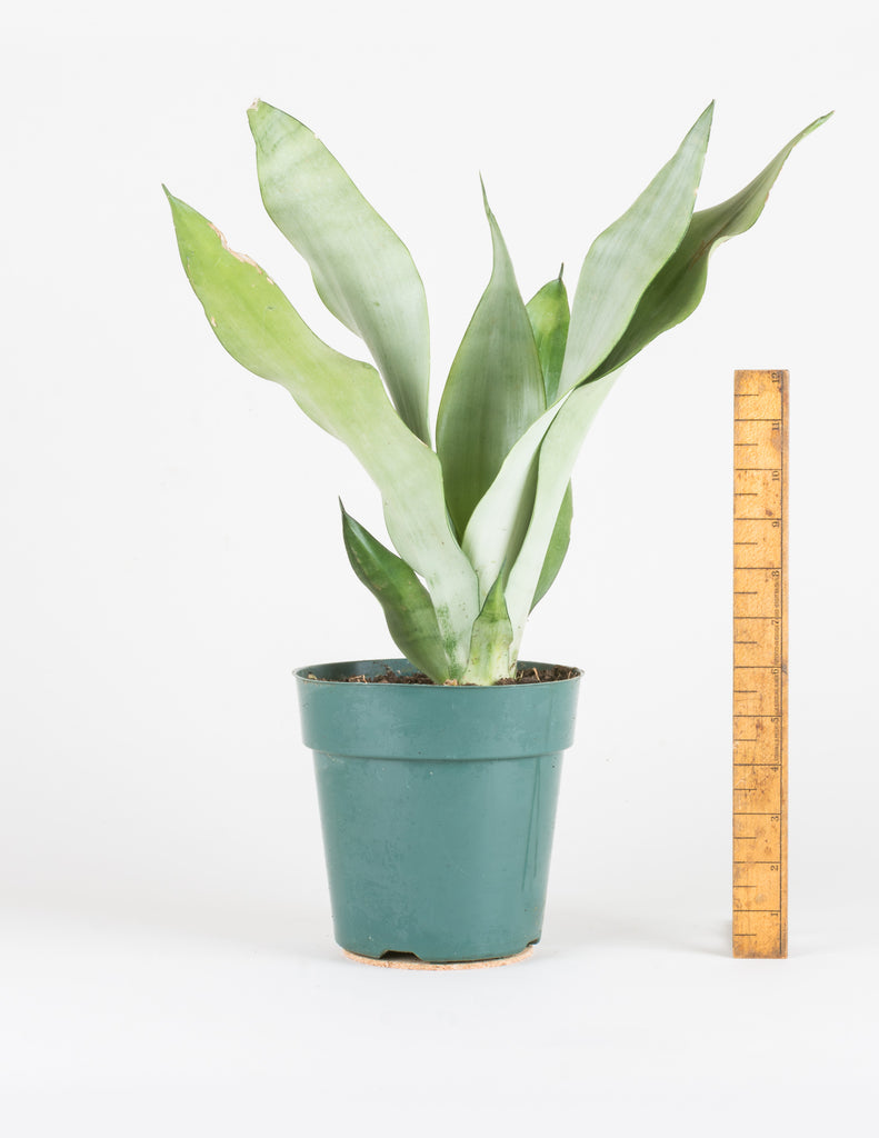 Sansevieria Dracaena trifasciata 'Moonshine' - Snake Plant - Pistils Nursery