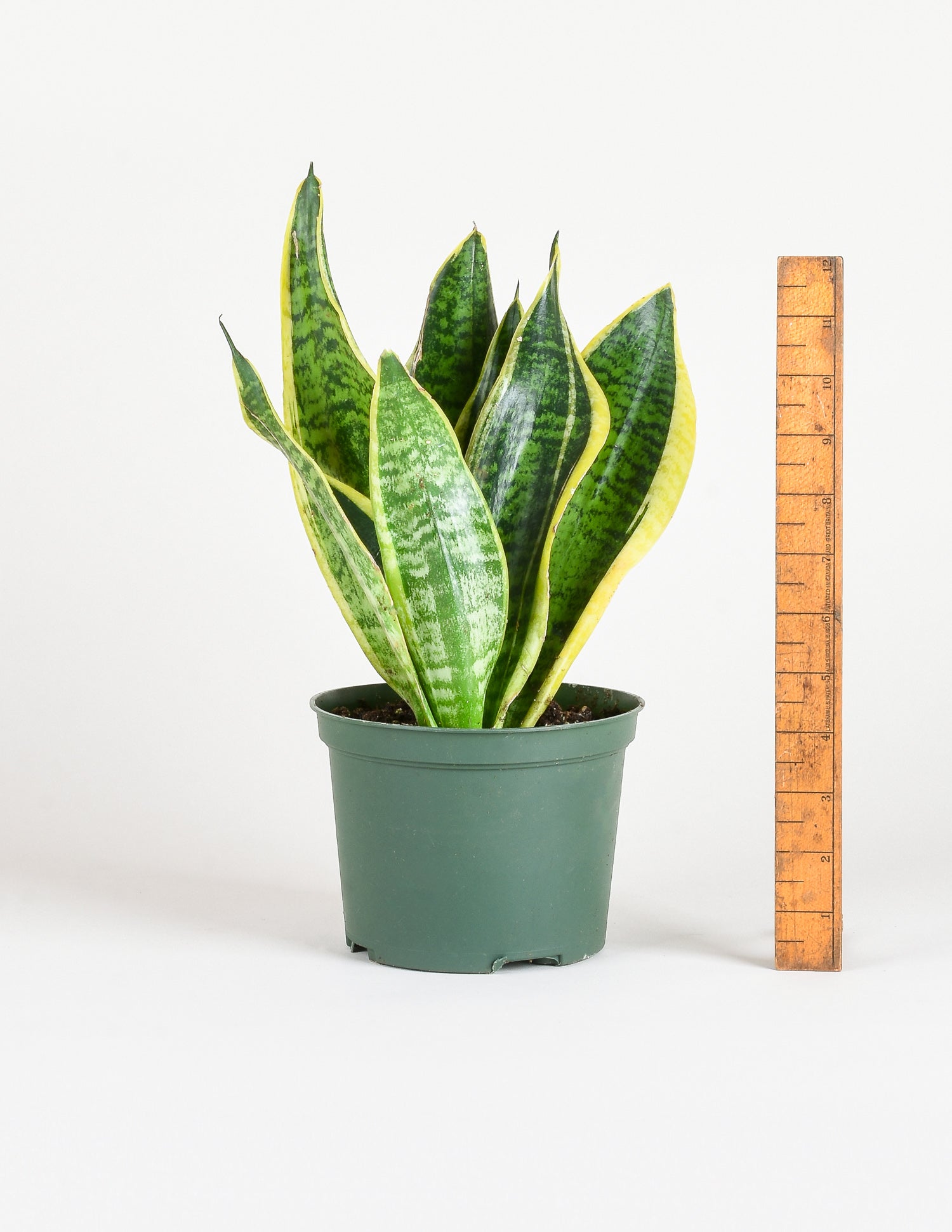 Daylily Nursery Snake Plant, Mother In Laws Tongue Plants in a 4