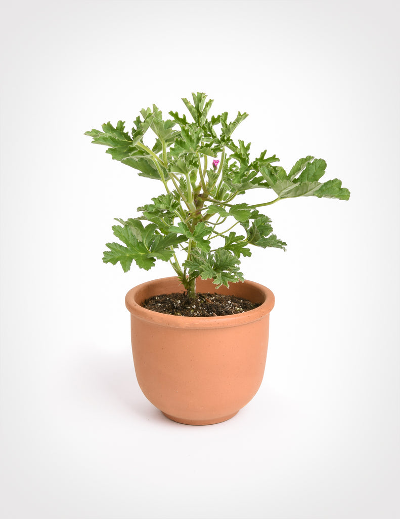 Pelargonium - Scented Geranium - Pistils Nursery
