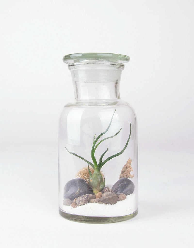 Clear apothecary glass with lid containing white sand, black rocks, and air plant