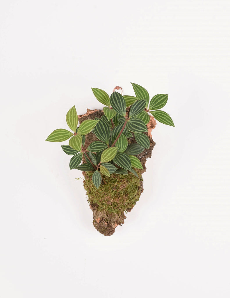 Peperomia with bright green striped leaves and pink stems mounted to natural cork with moss