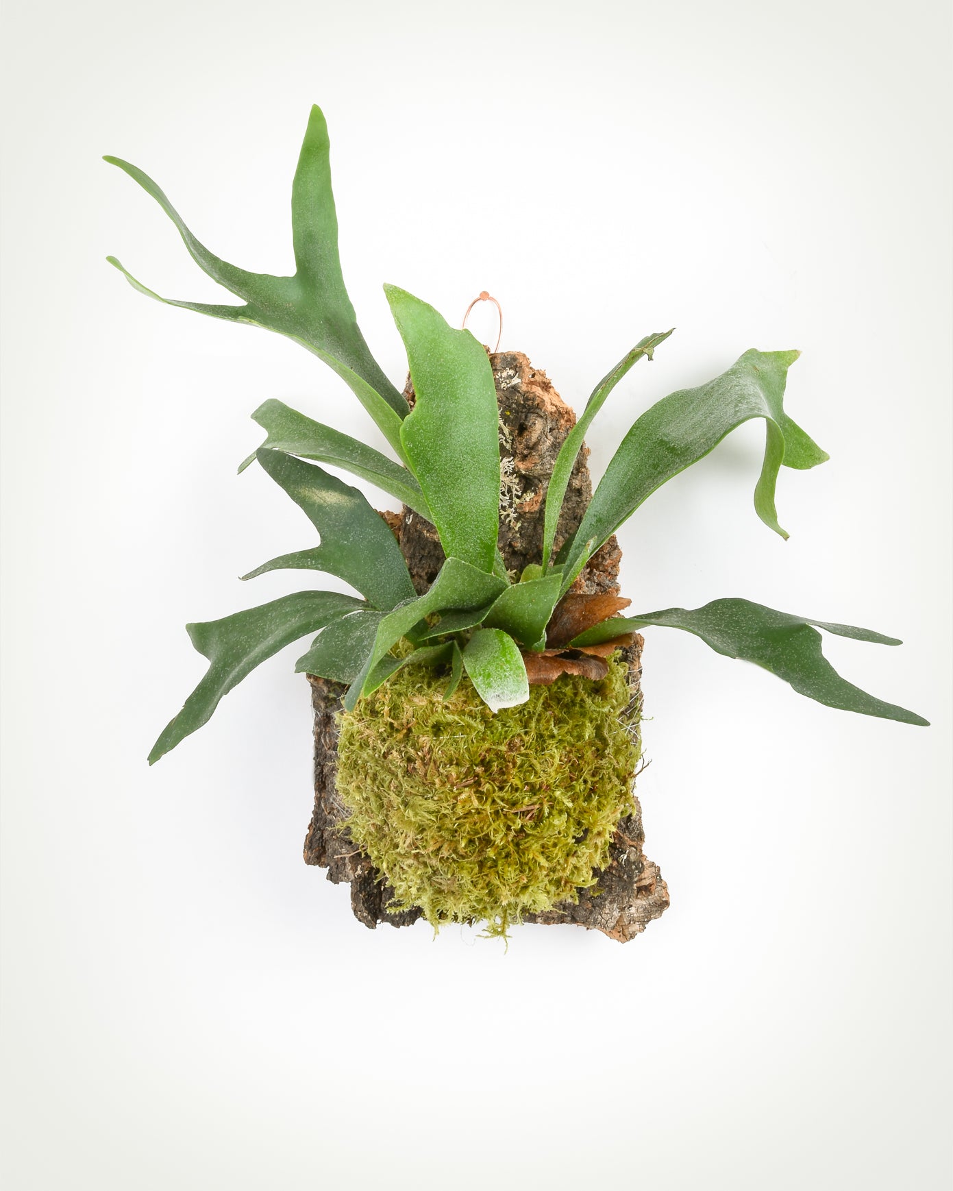 Platycerium mounted onto natural cork with bright green moss
