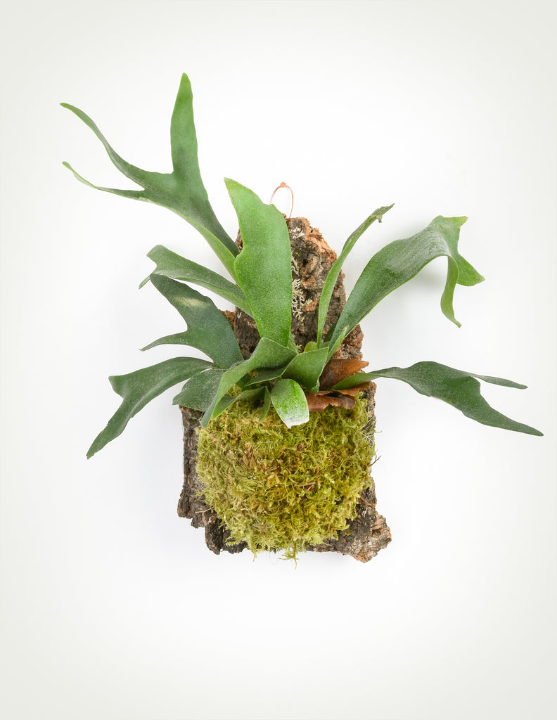 Platycerium mounted onto natural cork with bright green moss