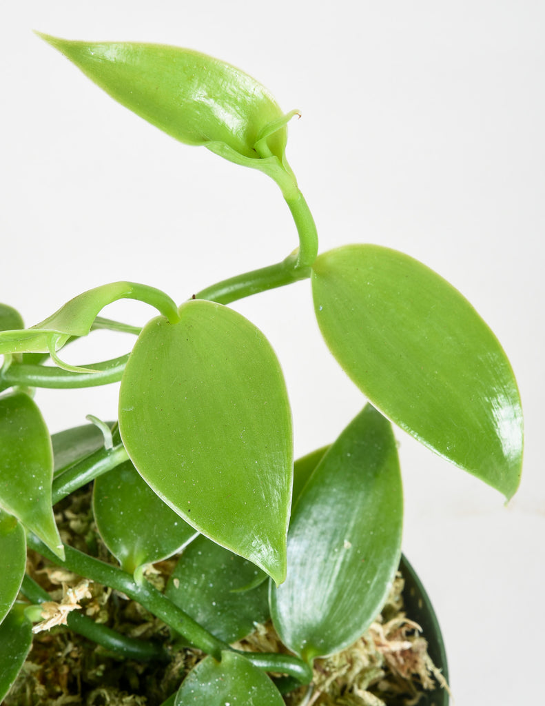 Vanilla planifolia - Vanilla Orchid - Pistils Nursery
