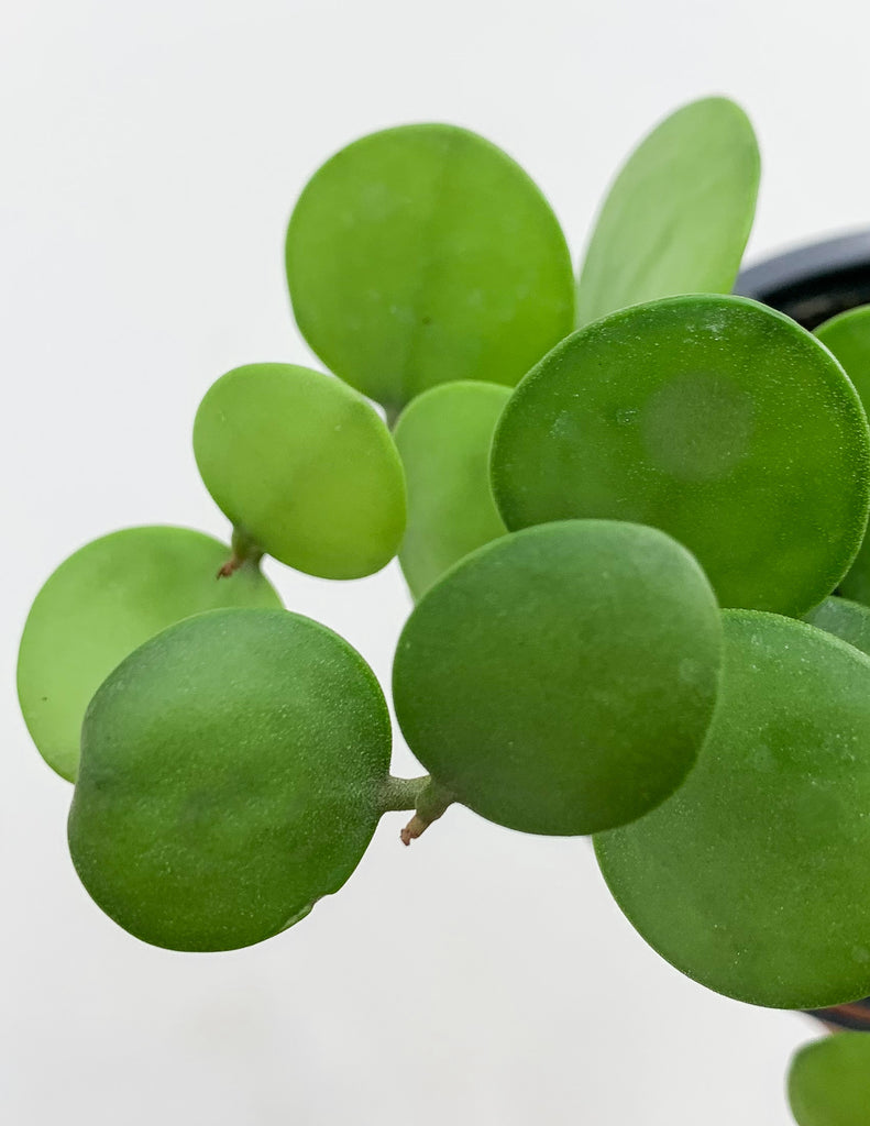 Closeup of circular green gray leaves of Silver Dollar Vine