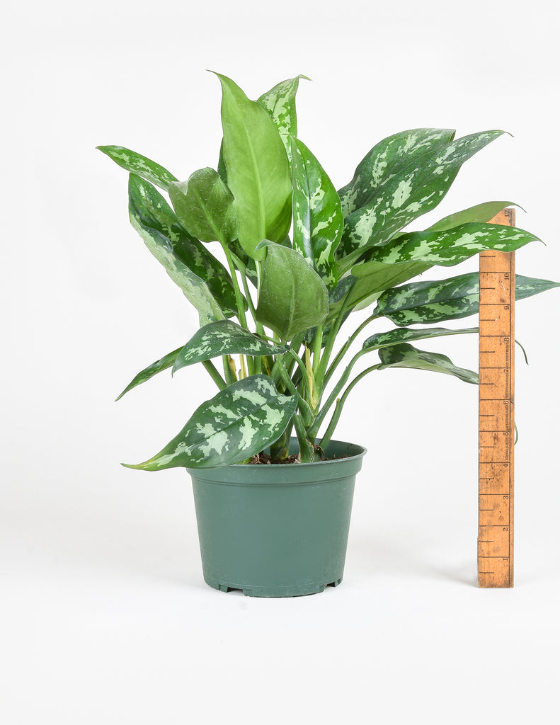 Aglaonema Maria - Chinese Evergreen - Pistils Nursery aroid houseplant