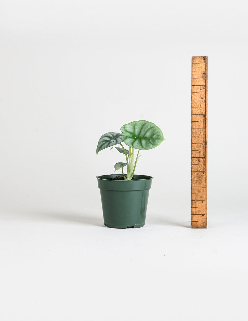 Alocasia baginda 'Silver Dragon' - Pistils Nursery