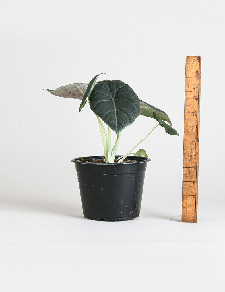 Alocasia maharani - Grey Dragon - Pistils Nursery