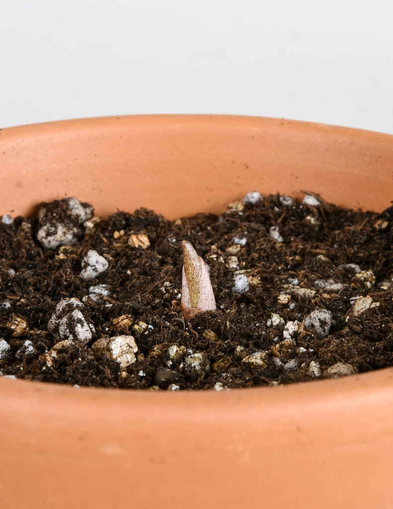 New growth beginning to emerge above soil line from potted amorphophallus bulb