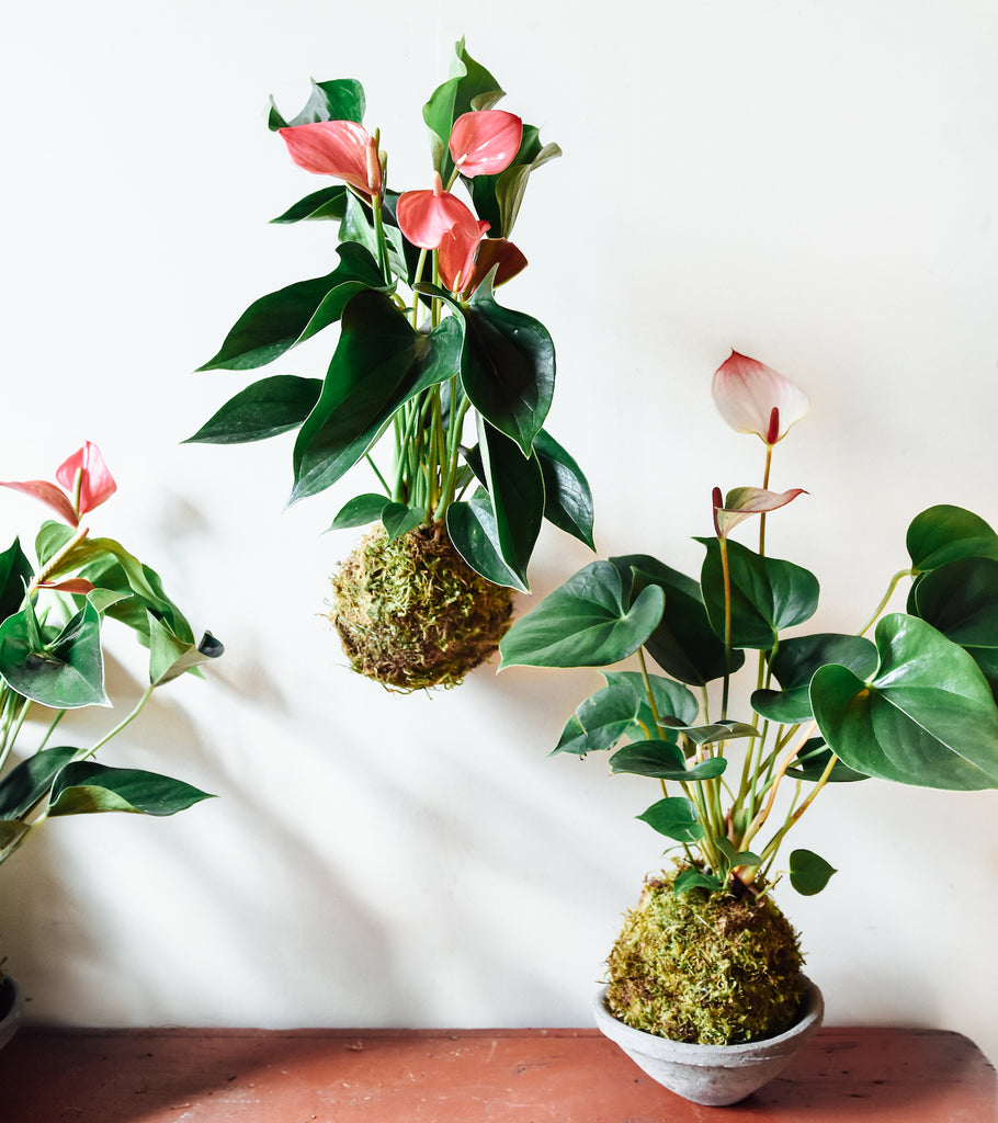 Two anthurium kokedama side by side, one hanging, and one in a concrete dish