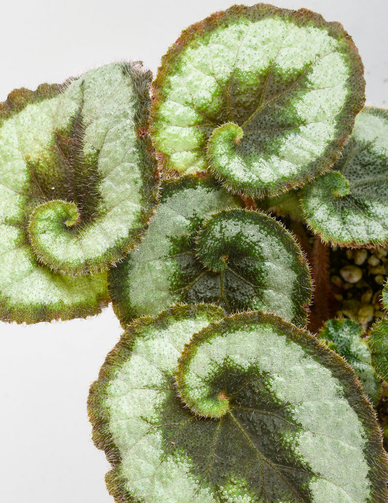 Begonia 'Escargot' - Rex Begonia - Pistils Nursery
