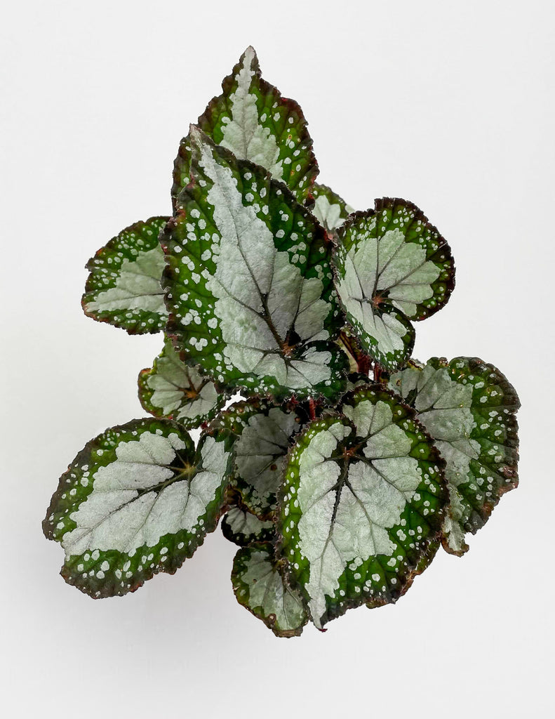 Begonia 'Festive Sterling' - Rex Begonia - Pistils Nursery