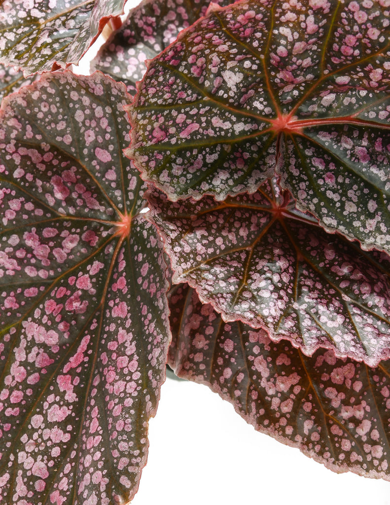 Begonia 'Pink Mink' - Angelwing - Pistils Nursery