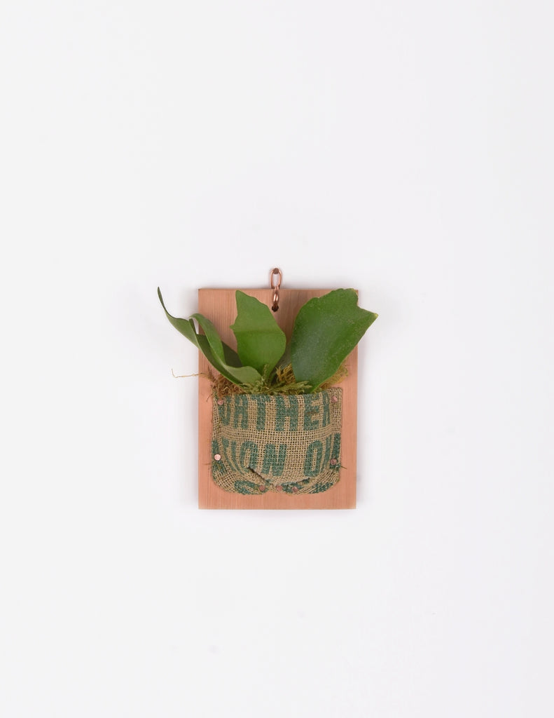 Small staghorn fern mounted onto cedar board in vintage burlap with simple teal writing