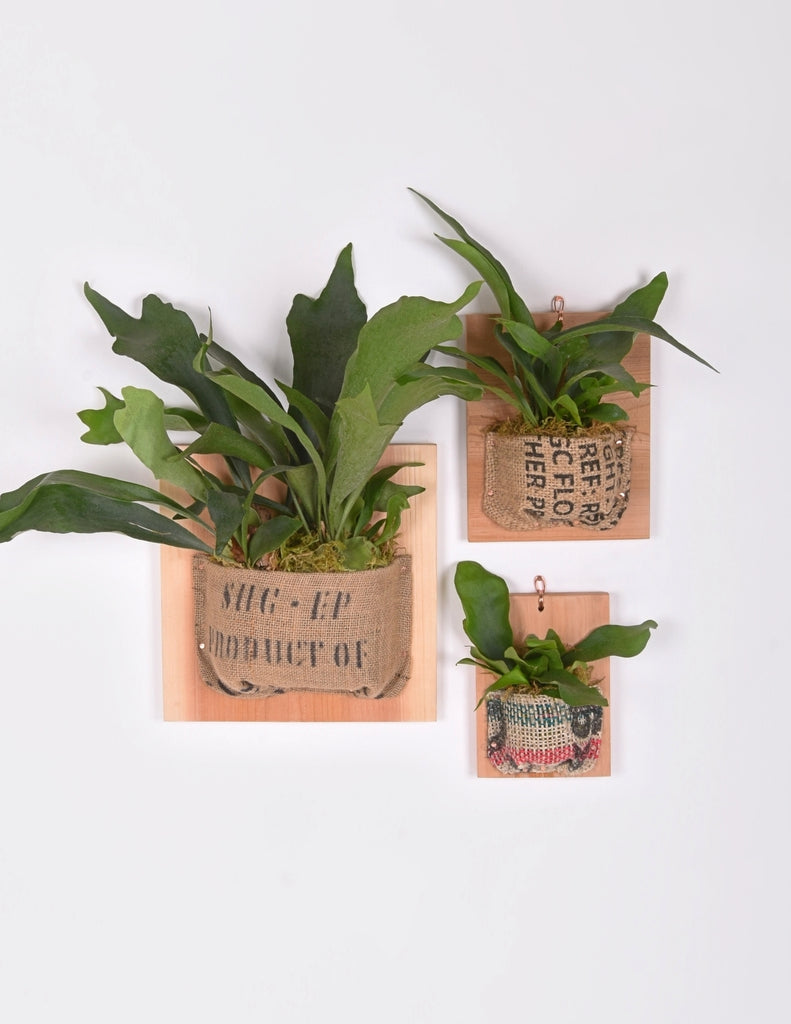 Small, medium, and large Staghorn ferns mounted in vintage burlap 