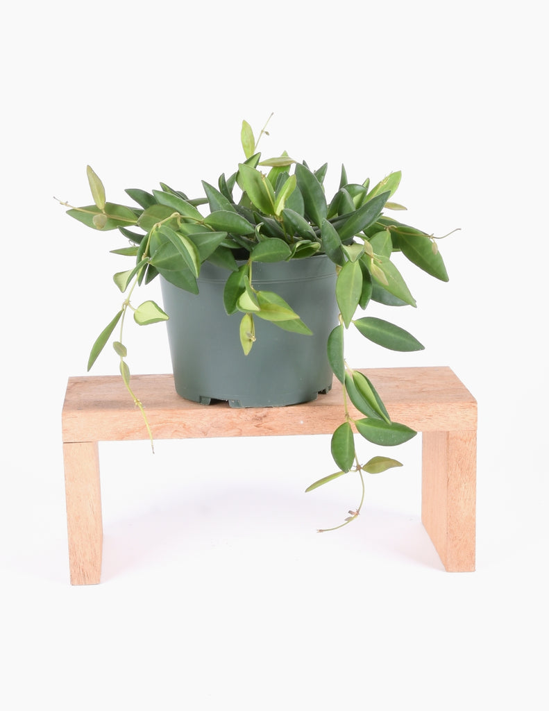 6" Hoya burtoniae in green plastic pot on wooden mount