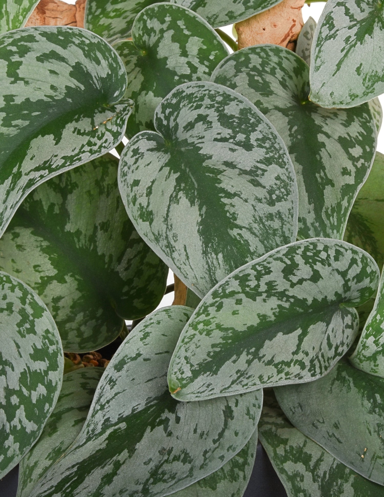 Scindapsus Pictus 'Exotica' Pothos – Bumble Plants