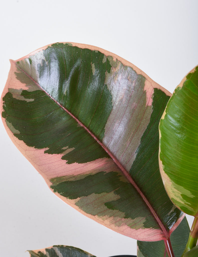 Ficus elastica 'Ruby' - Pistils Nursery