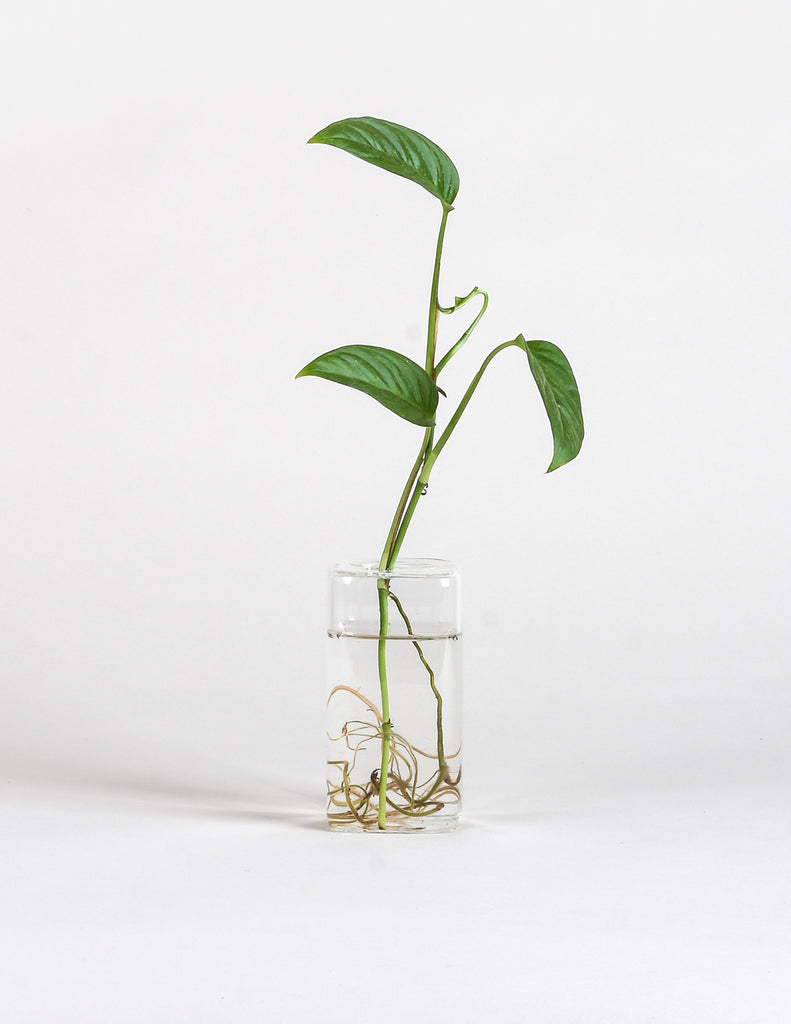 Monstera adansonii cutting rooting in single rectangular glass propagation vase