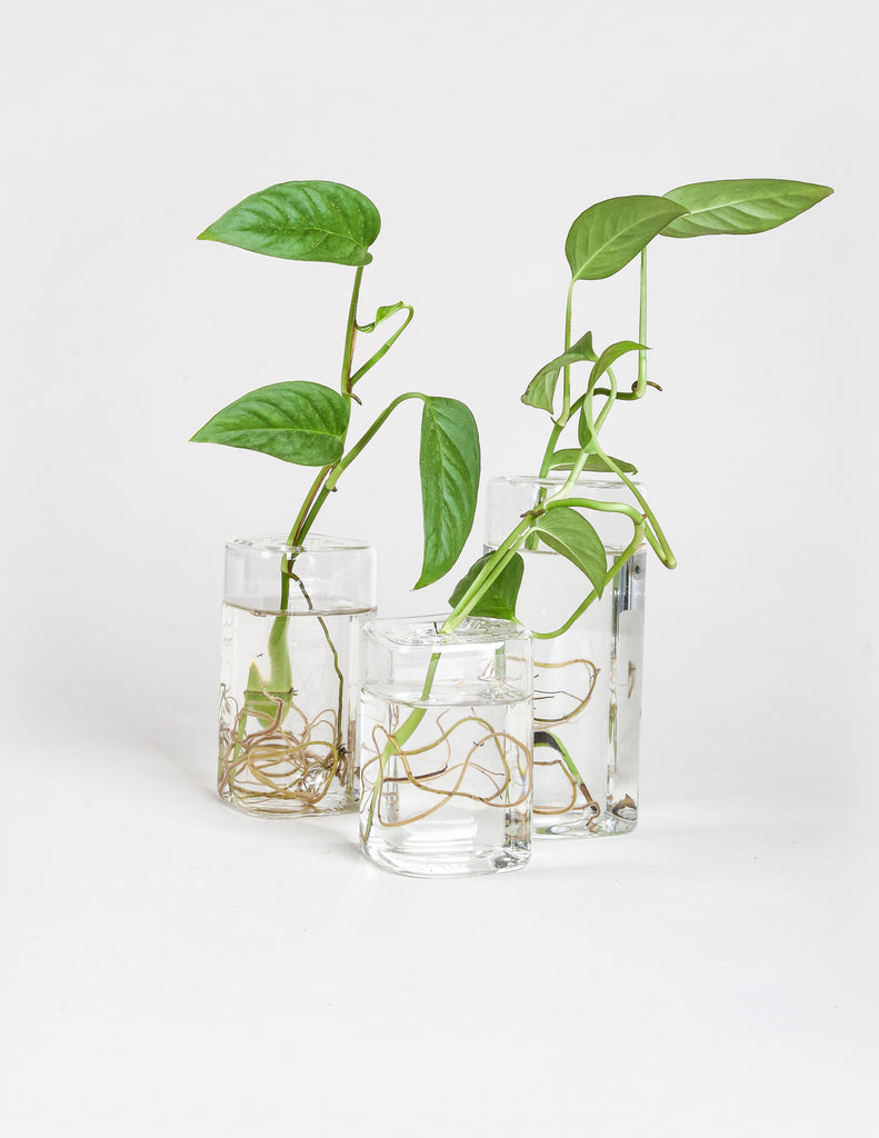 Monstera adansonii stem cuttings beginning to root in trio of glass vessels