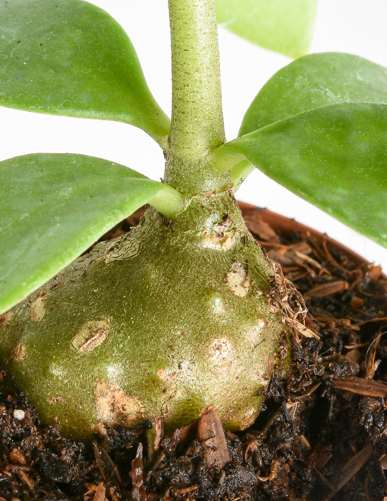 Hydnophytum sp. - Ant Plant