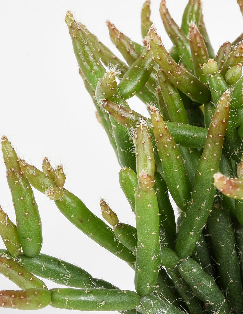 Jungle Cactus Starter Pack - Pistils Nursery