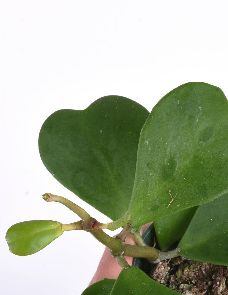 Close-up of heart shaped green leaves with emerging new growth