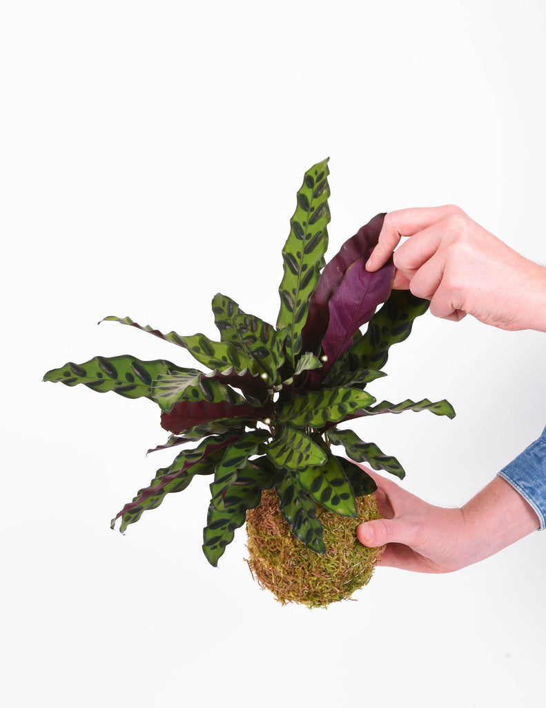 Hand holding moss ball and showing off underside of red leaves of calathea lancifolia